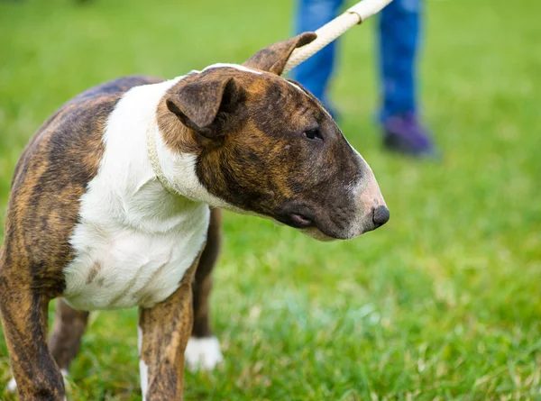 Terriër van de stier-hond — Stockfoto