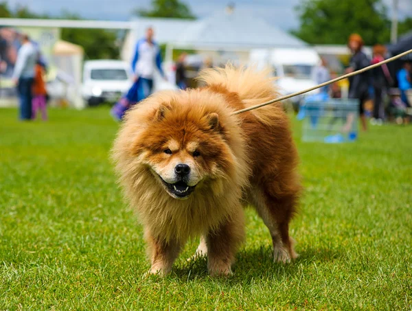 Funny dog on meadow — Stock Photo, Image