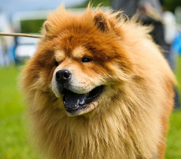 Смешная собака на лугу — стоковое фото