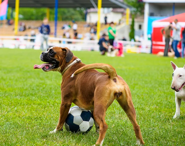 Funny dog on meadow — Stock Photo, Image