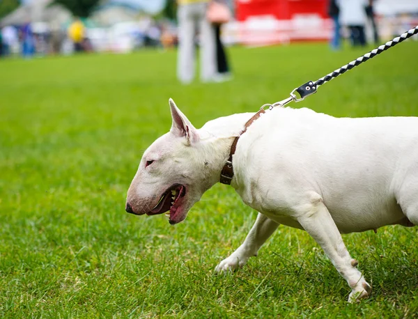 Bull terrier perro — Foto de Stock