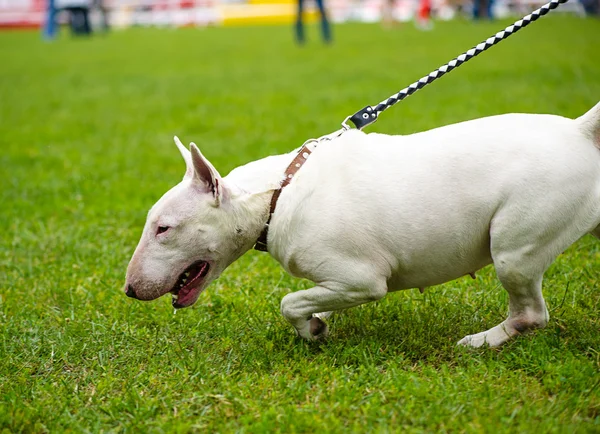 Bull Terrier Dog — Stock Photo, Image