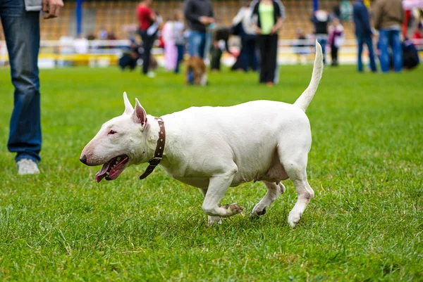 Bull terrier hund — Stockfoto