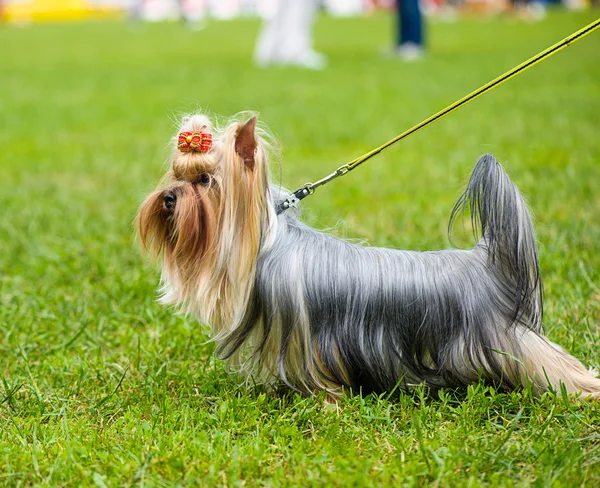 Rolig hund på äng — Stockfoto