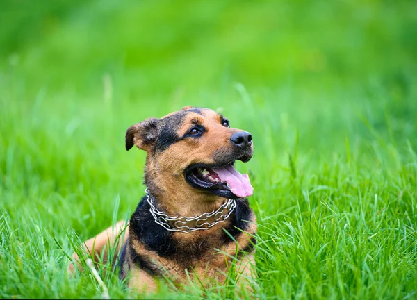 Perro feliz sobre hierba verde —  Fotos de Stock
