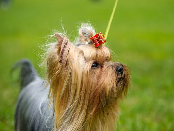 Funny pes na louce — Stock fotografie