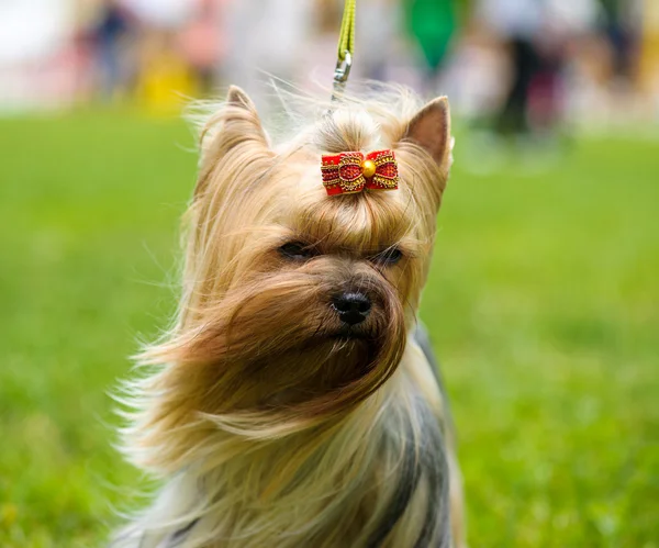 Çayır üzerinde komik köpek — Stok fotoğraf