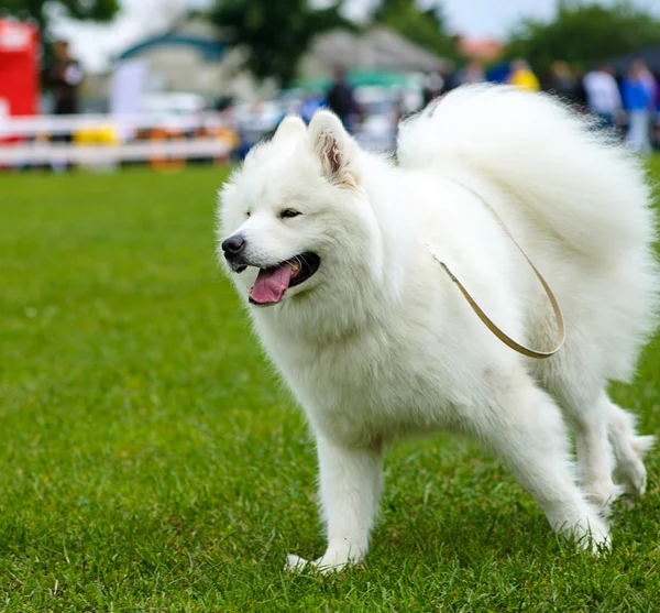 Funny dog on meadow — Stock Photo, Image