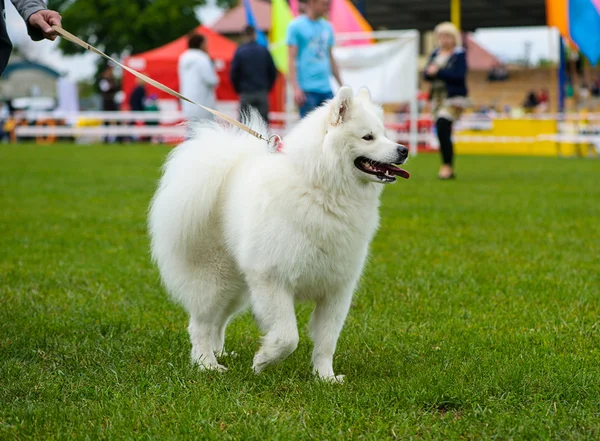 Chien drôle sur prairie — Photo