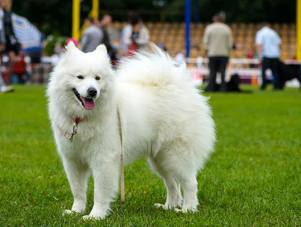 Divertido perro en el prado —  Fotos de Stock