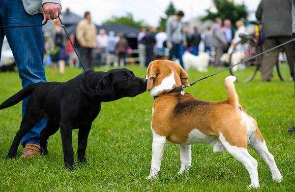 Lustige verspielte Hunde — Stockfoto