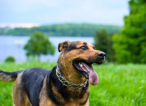 푸른 잔디에 행복 한 강아지 — 스톡 사진
