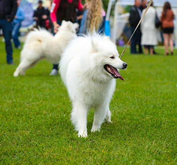 Lustiger Hund auf Wiese — Stockfoto