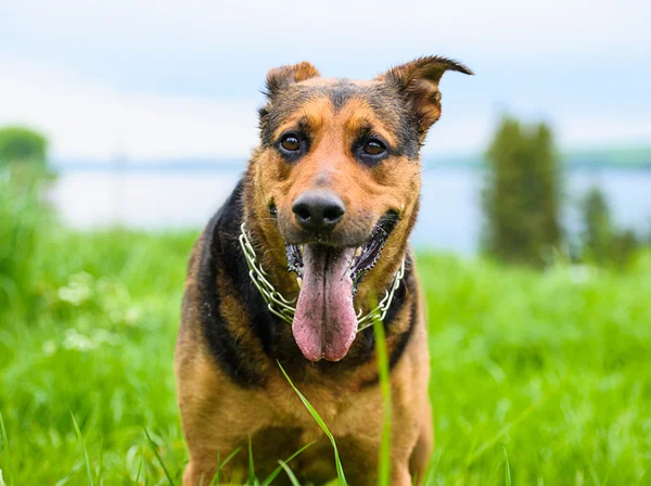 Happy dog on green grass — Stock Photo, Image