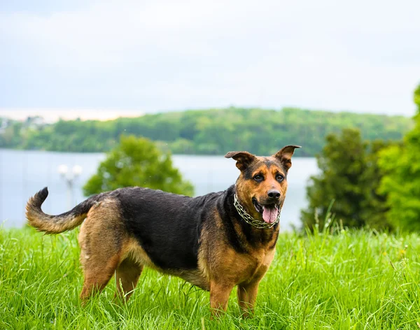 Glad hund på grønt græs - Stock-foto