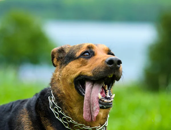 Grappige hond op weide — Stockfoto