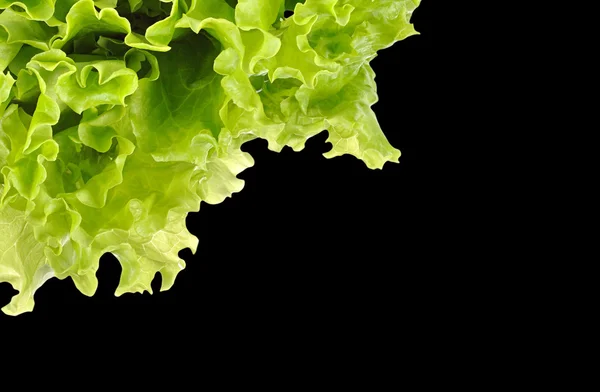 Fresh green salad — Stock Photo, Image