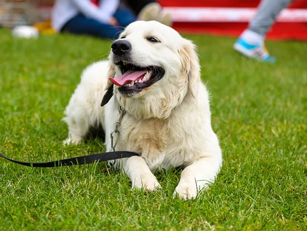 Çayır üzerinde komik köpek — Stok fotoğraf