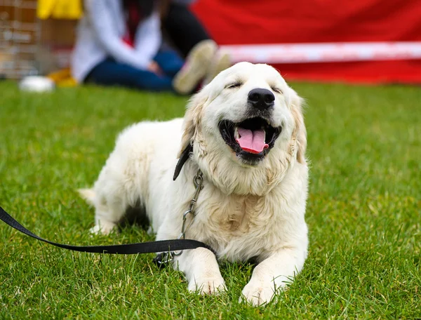 草原に面白い犬 — ストック写真