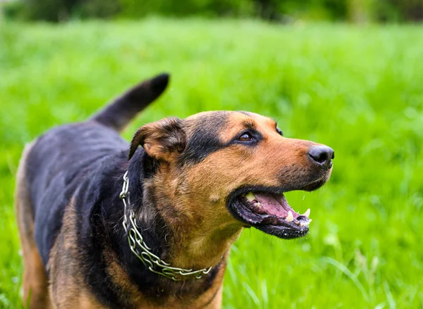 Gelukkige hond op groen gras — Stockfoto