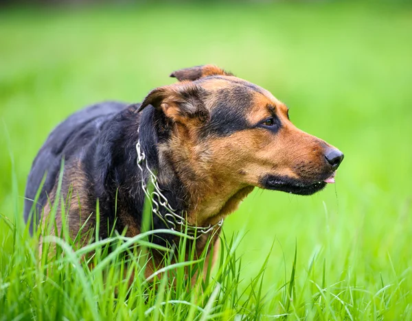 在绿色草地上条快乐的狗 — 图库照片