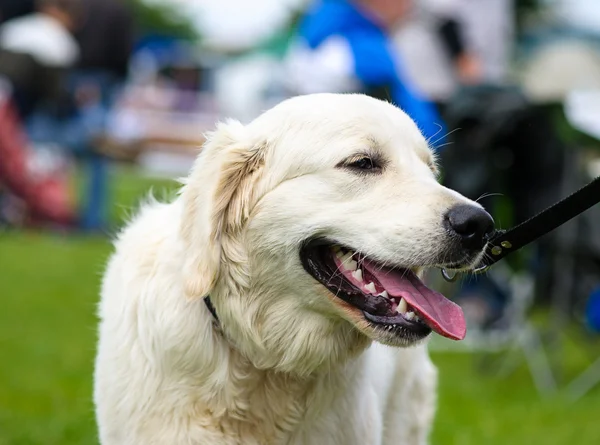 Morsom hund på engen – stockfoto