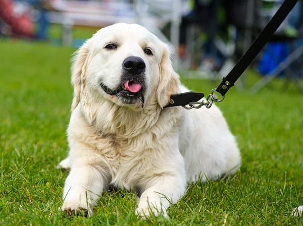 Morsom hund på engen – stockfoto