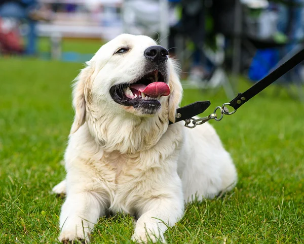 Rolig hund på äng — Stockfoto