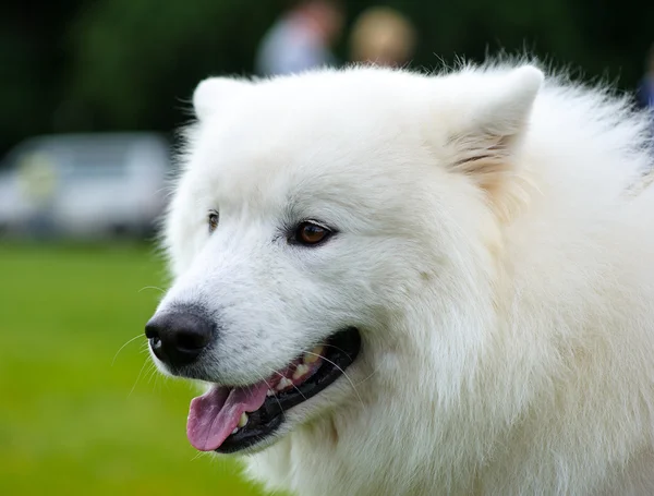 Lustiger Hund auf Wiese — Stockfoto