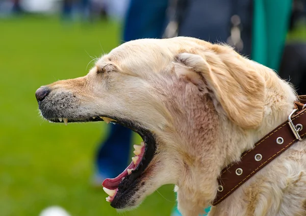 Cane divertente sul prato — Foto Stock