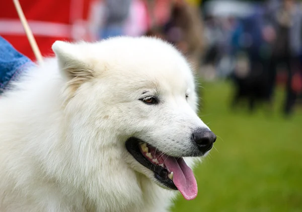 Çayır üzerinde komik köpek — Stok fotoğraf