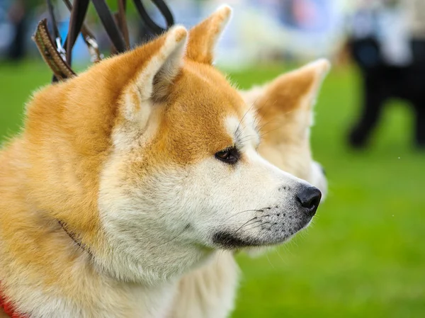 Cão Akita Inu — Fotografia de Stock