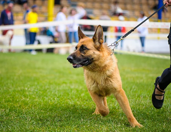 ドイツの羊飼い犬 — ストック写真