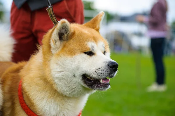 秋田 inu 狗 — 图库照片