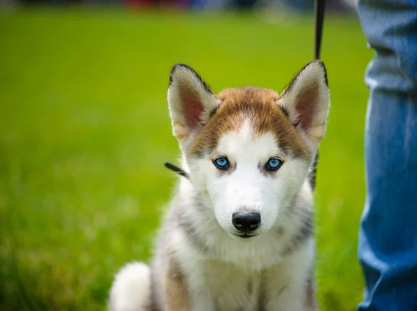 可愛い子犬シベリアン・ハスキー — ストック写真