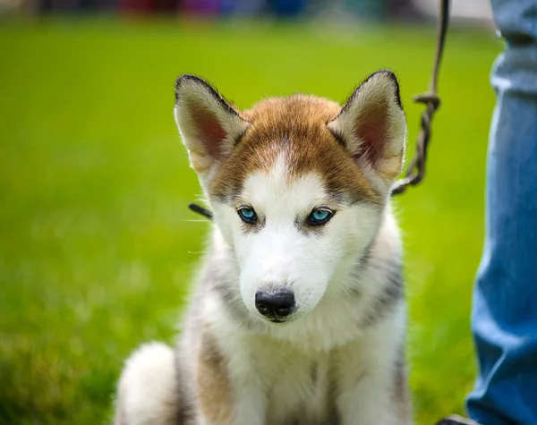 Cachorro bonito siberiano husky — Fotografia de Stock