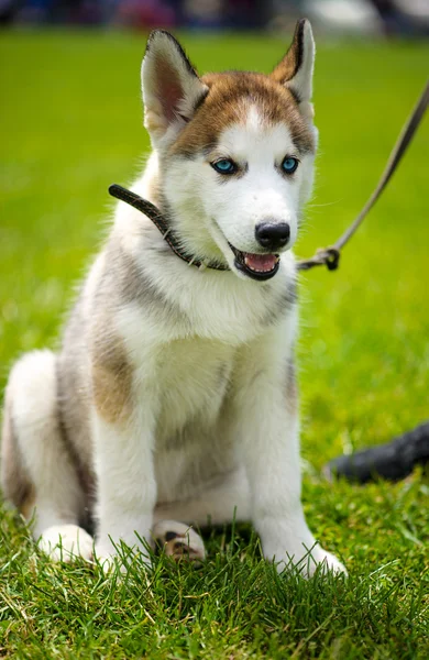 可愛い子犬シベリアン・ハスキー — ストック写真