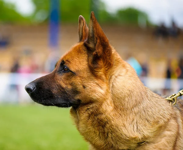 德国牧羊犬 — 图库照片