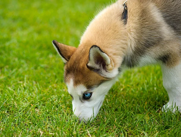 Симпатичный щенок сибирского хаски — стоковое фото