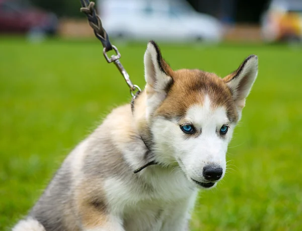 Słodkie szczeniak syberyjski husky — Zdjęcie stockowe