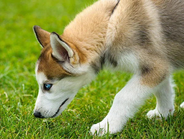 Słodkie szczeniak syberyjski husky — Zdjęcie stockowe