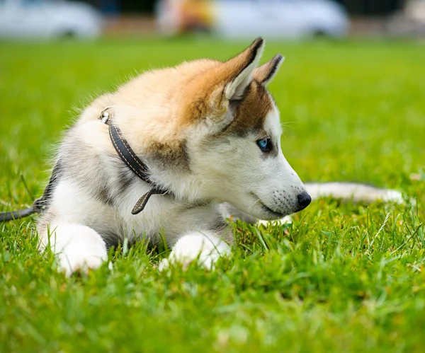 Cute puppy Siberian Husky — Stock Photo, Image