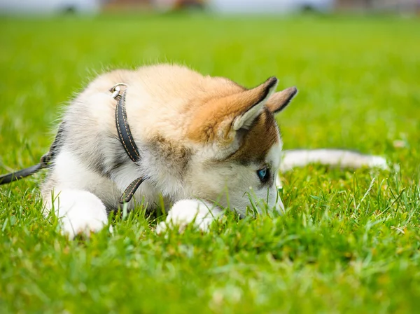 Gullig valp sibirisk husky — Stockfoto