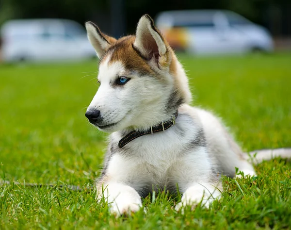 Cachorro bonito siberiano husky — Fotografia de Stock