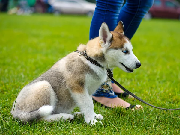 Cachorro bonito siberiano husky — Fotografia de Stock