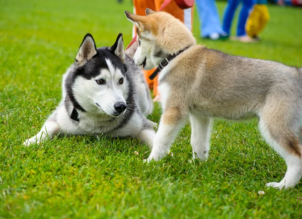 Funny dogs on meadow — Stock Photo, Image