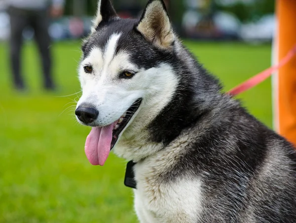 Perro Husky siberiano — Foto de Stock