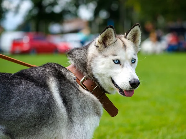 Siberiano Husky cão — Fotografia de Stock