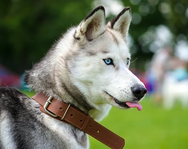 Chien Husky sibérien — Photo