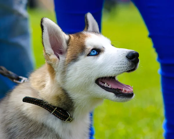シベリアハスキー犬 — ストック写真